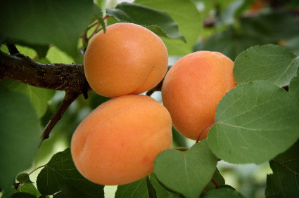 Apricot Moorpark Dwarf - Bare Rooted