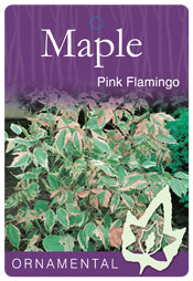 Acer Negundo Pink Flamingo Maple 330mm Pot