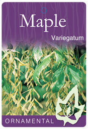 Acer Negundo Variegatum Maple 330mm pot