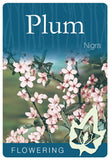 Prunus Nigra Flowering Plum 330mm pot
