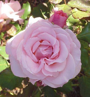 Bridal Pink Bush Rose 200mm Pot