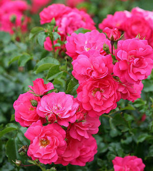 Flower Carpet Pink 2' Standard Rose 200mm