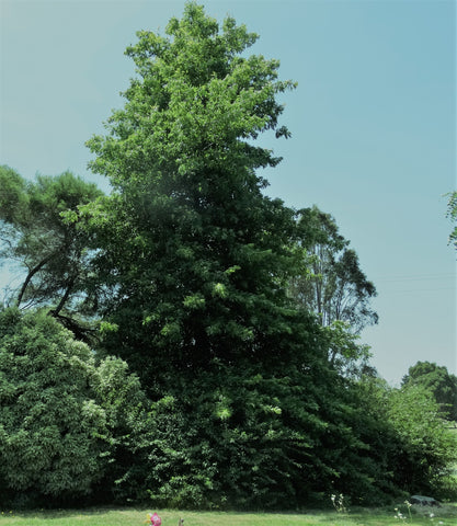 Quercus Palustrus (Pin Oak) 400mm pot
