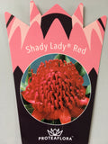 Waratah 'Shady Lady' Red 140mm Pot