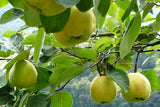 Quince Smyrna B/R