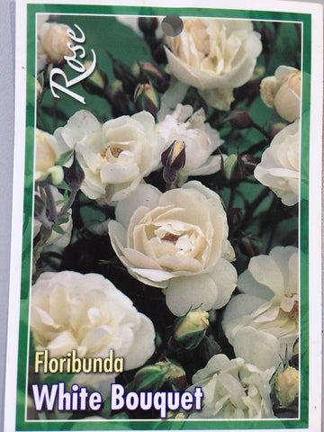White Bouquet Bush Rose 200mm