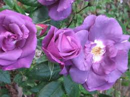 Shocking Blue Bush Rose 200mm