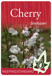 Cherry weeping Snofozam 400mm Pot