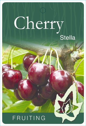 Cherry Stella - Bare Rooted