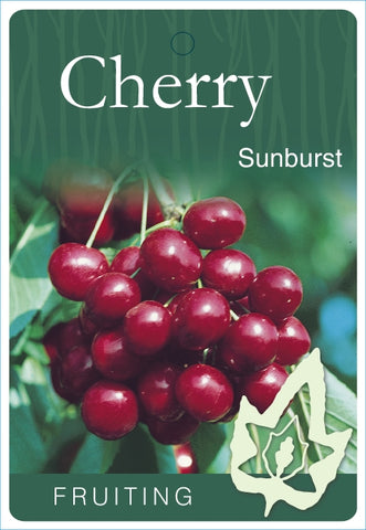 Cherry Sunburst - Bare Rooted