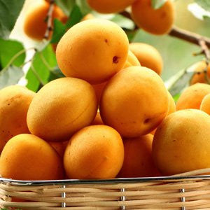Apricot Trevatt - Bare Rooted