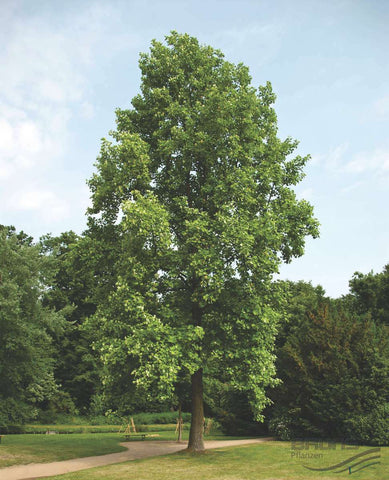 Llriodendron tulipifera Tulip Tree B/R
