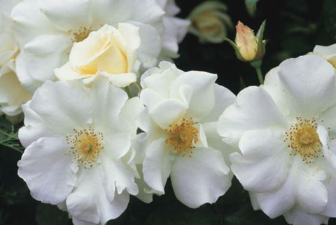 Flower Carpet White 2' Standard Rose 200mm